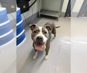 American Pit Bull Terrier-Unknown Mix Dogs for adoption in Corpus Christi, TX, USA