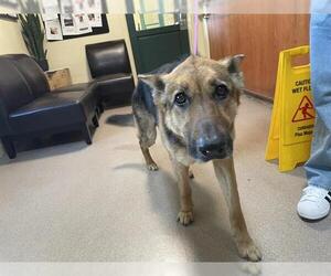 German Shepherd Dog Dogs for adoption in Pasadena, CA, USA