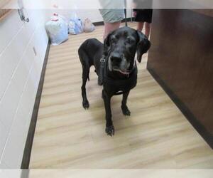 Great Dane Dogs for adoption in Pearland, TX, USA