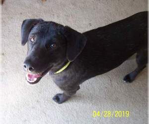 Mutt Dogs for adoption in Coldwater, MI, USA