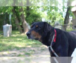 Doberman Pinscher Dogs for adoption in Chestertown, MD, USA