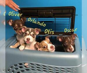 Beagi Dogs for adoption in Seaford, DE, USA