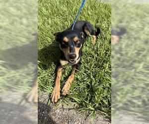Miniature Pinscher-Unknown Mix Dogs for adoption in Houston, TX, USA