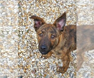 Mutt Dogs for adoption in Tarboro, NC, USA