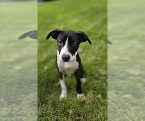 American Pit Bull Terrier-Unknown Mix Dogs for adoption in Aurora, IN, USA