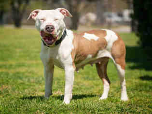 Small American Pit Bull Terrier Mix