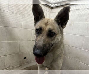 German Shepherd Dog-Unknown Mix Dogs for adoption in San Bernardino, CA, USA