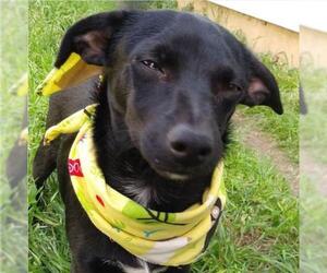 Chiweenie Dogs for adoption in Von Ormy, TX, USA