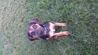 Medium Photo #1 Treeing Walker Coonhound-Unknown Mix Puppy For Sale in Harrison, AR, USA