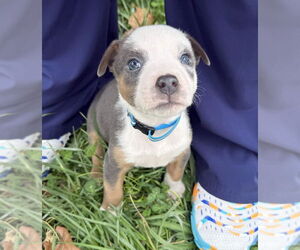 Australian Shepherd-Unknown Mix Dogs for adoption in OKLAHOMA CITY, OK, USA