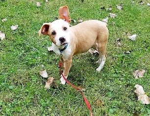 Mutt Dogs for adoption in Middletown, MD, USA