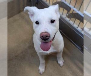 American Pit Bull Terrier-Labrador Retriever Mix Dogs for adoption in Rockwall, TX, USA
