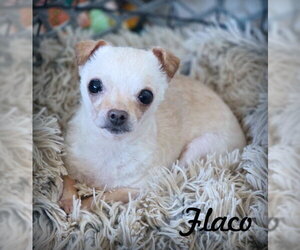 Chihuahua Dogs for adoption in Chino Hills, CA, USA