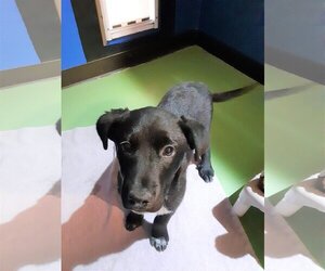 Labrador Retriever-Unknown Mix Dogs for adoption in Diamondville, WY, USA