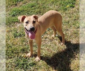 Black Mouth Cur Dogs for adoption in Maquoketa, IA, USA