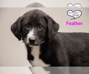 Labrenees Dogs for adoption in Lee's Summit, MO, USA