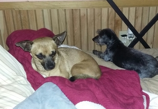 Chihuahua Dogs for adoption in Westville, IN, USA