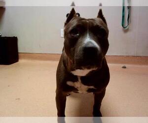 American Pit Bull Terrier Dogs for adoption in Martinez, CA, USA