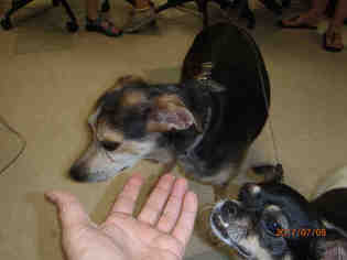 Beagle Dogs for adoption in Oklahoma City, OK, USA
