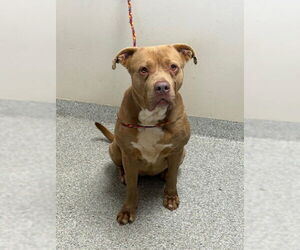 American Pit Bull Terrier-Unknown Mix Dogs for adoption in Pasadena, TX, USA
