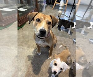 Labbe Dogs for adoption in Kansas City, MO, USA