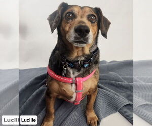 Basschshund Dogs for adoption in Princeton, MN, USA