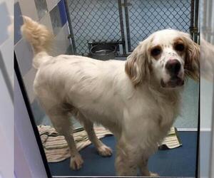 English Setter Dogs for adoption in Plano, TX, USA