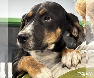 Coonhound-Retriever  Mix Dogs for adoption in Washington, DC, USA