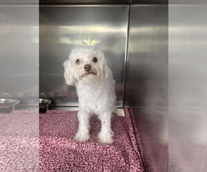 Maltipoo Dogs for adoption in Albemarle, NC, USA