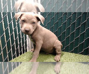 Mutt Dogs for adoption in Downey, CA, USA