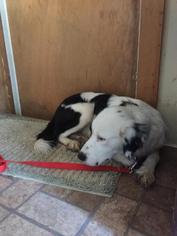 Border Collie-Unknown Mix Dogs for adoption in Chicopee, MA, USA