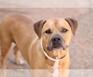 Rottweiler-American Pit Bull Terrier Dogs for adoption in Phoenix, AZ, USA
