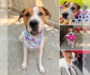 Mutt Dogs for adoption in Brewster, MA, USA