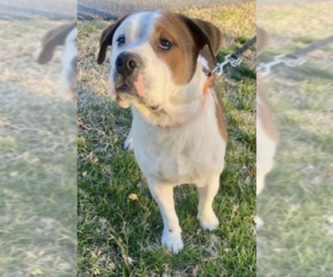 Mutt Dogs for adoption in Thomasville, NC, USA