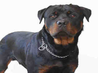 Rottweiler Dogs for adoption in Jackson, CA, USA