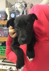 Medium Photo #4 Labrador Retriever-Unknown Mix Puppy For Sale in Fredericksburg, VA, USA