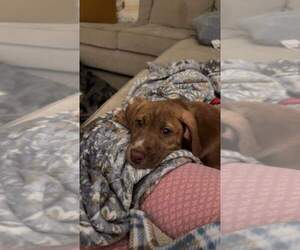 American Pit Bull Terrier-American Staffordshire Terrier Mix Dogs for adoption in Evansville, IN, USA