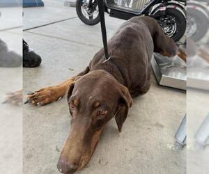 Doberman Pinscher Dogs for adoption in Bakersfield, CA, USA
