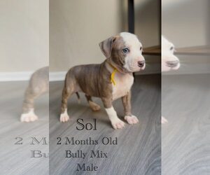 American Pit Bull Terrier-Unknown Mix Dogs for adoption in Jacksonville, NC, USA