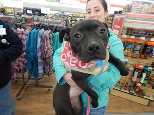 American Pit Bull Terrier-Unknown Mix Dogs for adoption in Northville, MI, USA