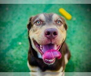 Siberian Husky-Unknown Mix Dogs for adoption in Orlando, FL, USA