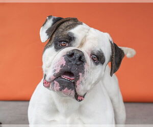 Bulldog Dogs for adoption in Pasadena, CA, USA