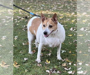Jack Russell Terrier-Unknown Mix Dogs for adoption in Batavia, NY, USA