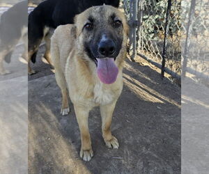 Mutt Dogs for adoption in El Centro, CA, USA