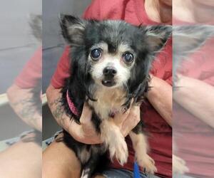 Chihuahua Dogs for adoption in Dalzell, SC, USA