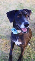 Lab-Pointer Dogs for adoption in Brooklyn Center, MN, USA