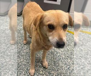 - Mix Dogs for adoption in Salisbury, NC, USA