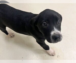 Labrador Retriever-Staffordshire Bull Terrier Mix Dogs for adoption in Webster, WI, USA