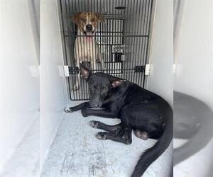 American Pit Bull Terrier-Unknown Mix Dogs for adoption in Houston, TX, USA