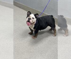 Bulldog-Unknown Mix Dogs for adoption in Las Vegas, NV, USA